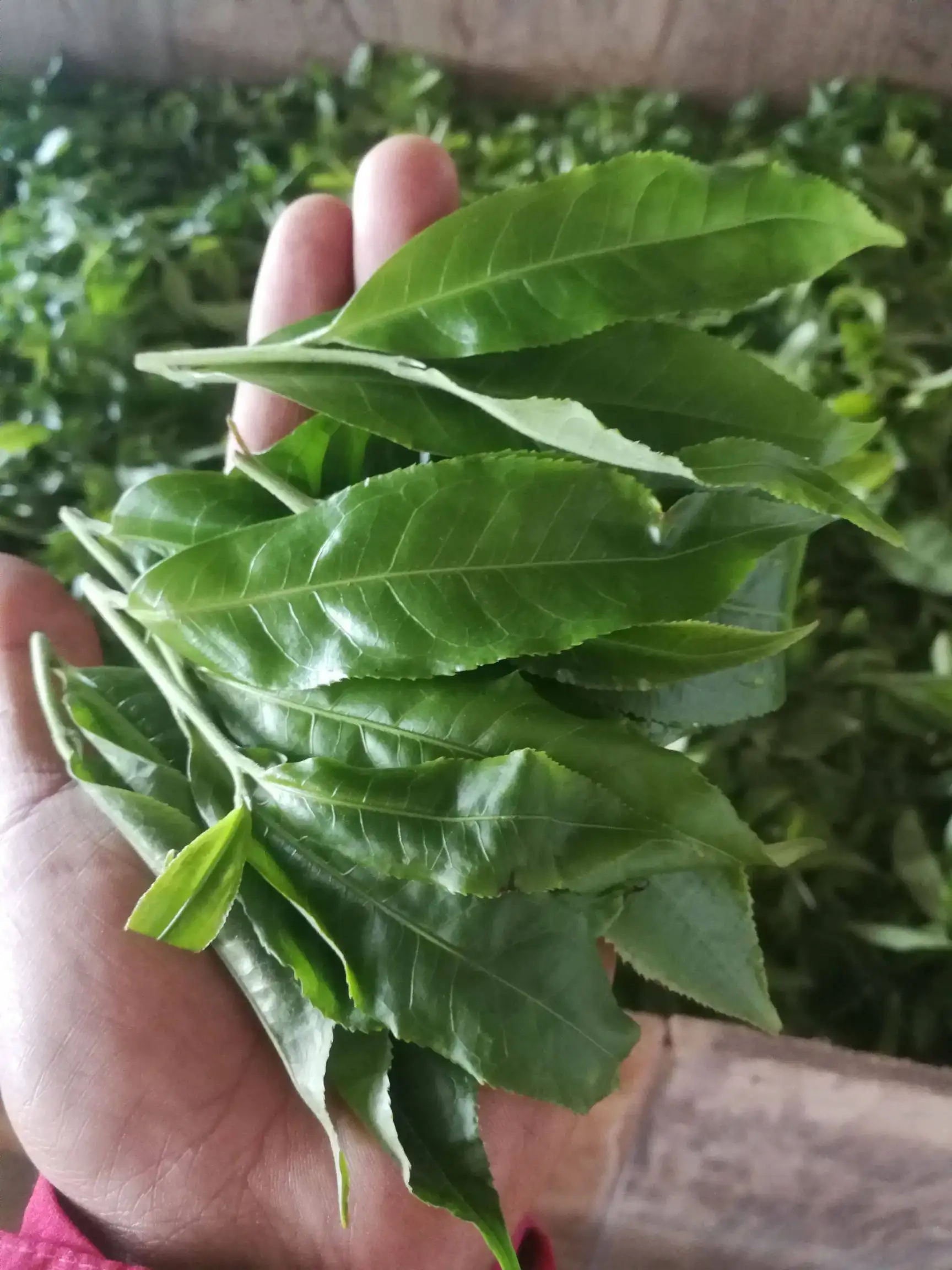 2022年易武曼秀古樹春茶價格？