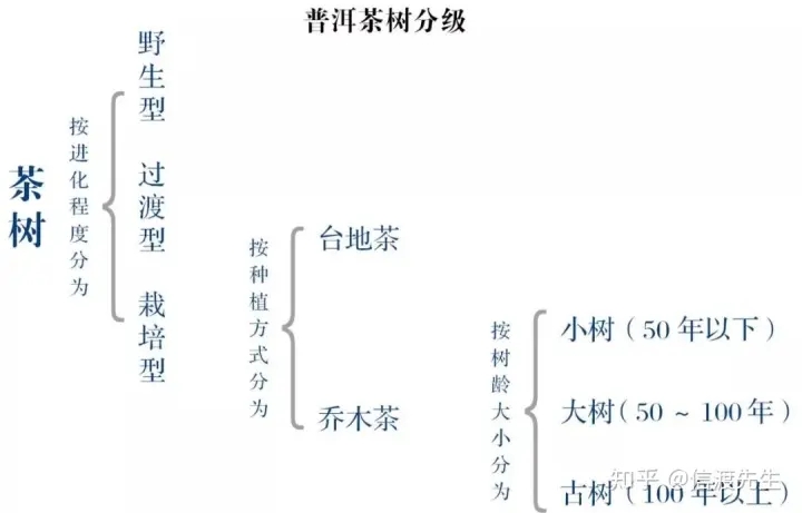 2022年按順序排列普洱茶樹等級 怎么分？