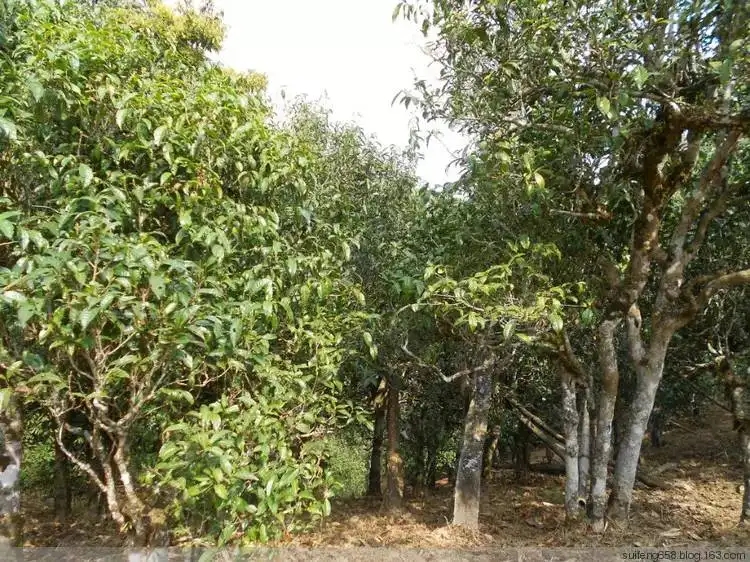 普洱茶山野味怎么解釋？