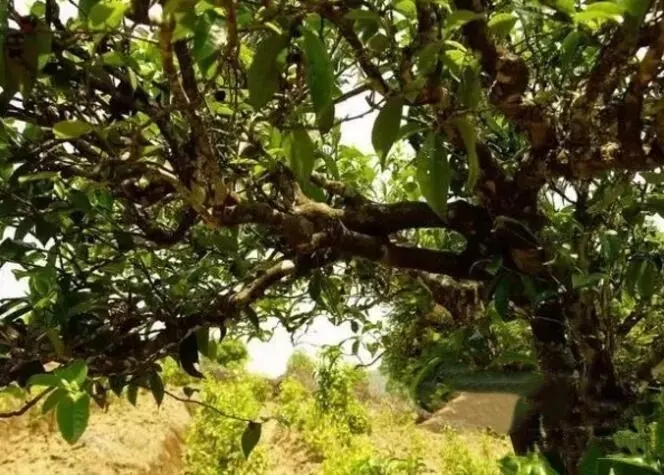 如何鑒別普洱茶樹齡？