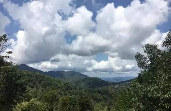 喝普洱茶的人為什么喜歡追山頭？無非就是這幾個(gè)原因