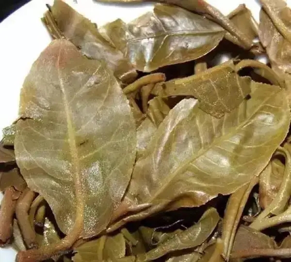 怎么看古樹普洱茶葉底？