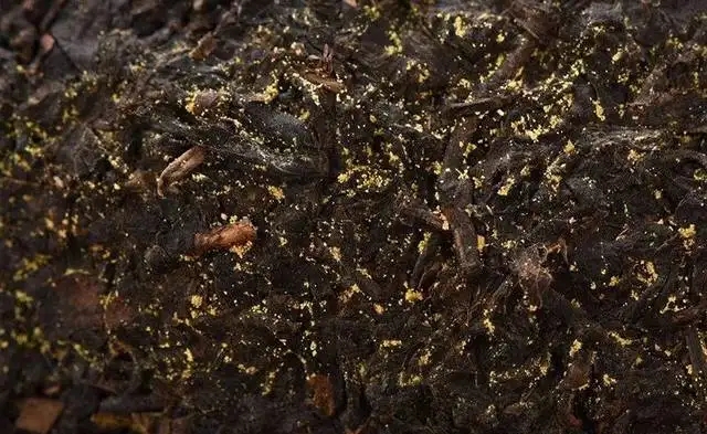 普洱茶的金花怎么鑒別？