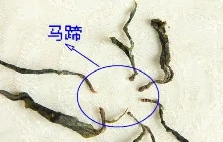 馬蹄竟然還能喝？普洱茶里的馬蹄你有了解過嗎？