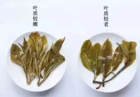 生普？熟普？如何挑選一款普洱茶？