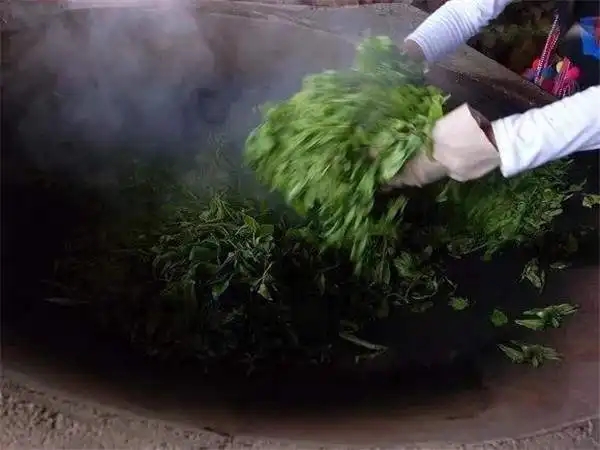 普洱茶為什么要殺青？