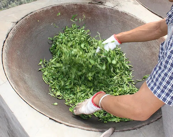 “殺青”是如何影響普洱茶品質(zhì)的？