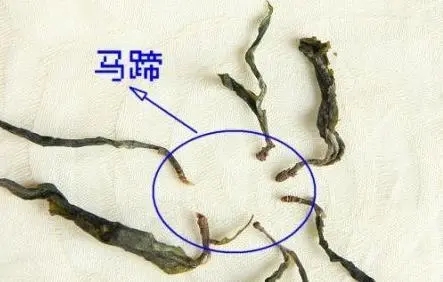 馬蹄竟然還能喝？普洱茶里的馬蹄你有了解過嗎？