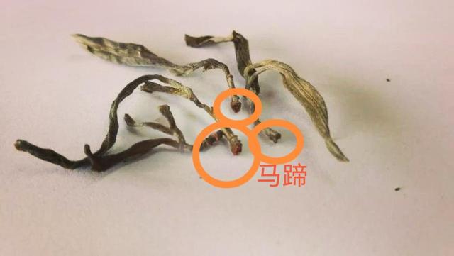 “馬蹄?！倍嗌俑竟?jié)有關(guān)系？