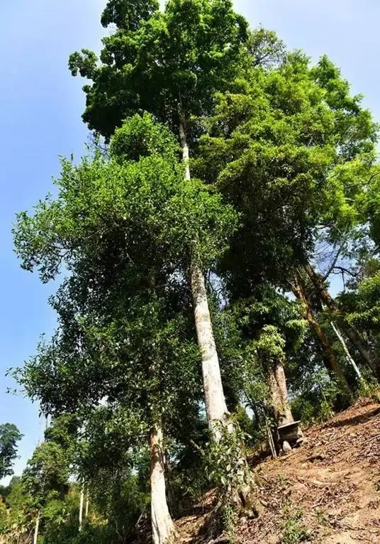 普洱茶概念中的“國有林”、“高桿古樹”是怎么樣的存在？