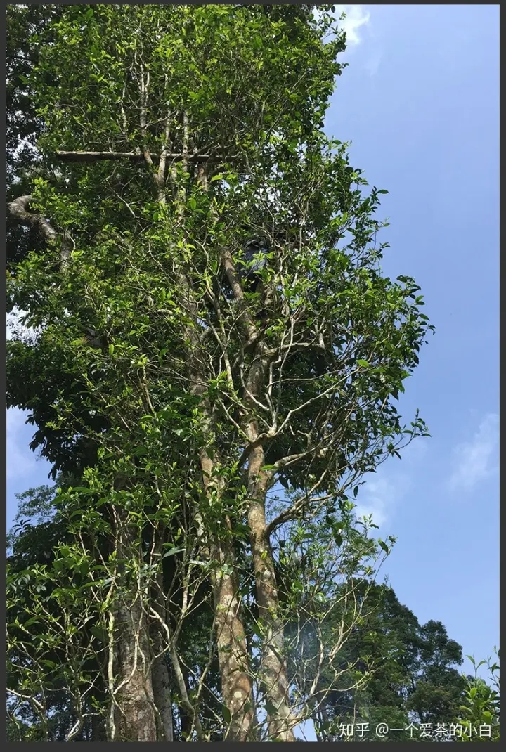 高桿古樹做成的普洱茶，憑什么紅遍大江南北？