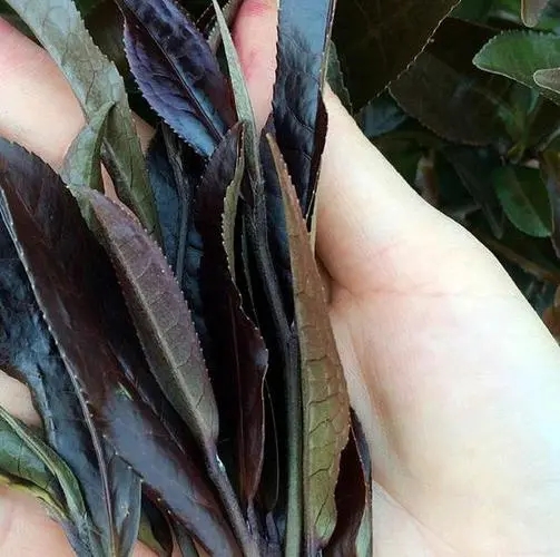 普洱茶中有一種叫“紫芽茶”的是怎么回事？