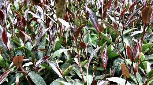 紫芽普洱是什么茶？