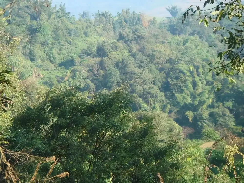 茶山紀實：再進犀牛塘，不一樣的感覺；菁瑤可以預(yù)見的豐收年