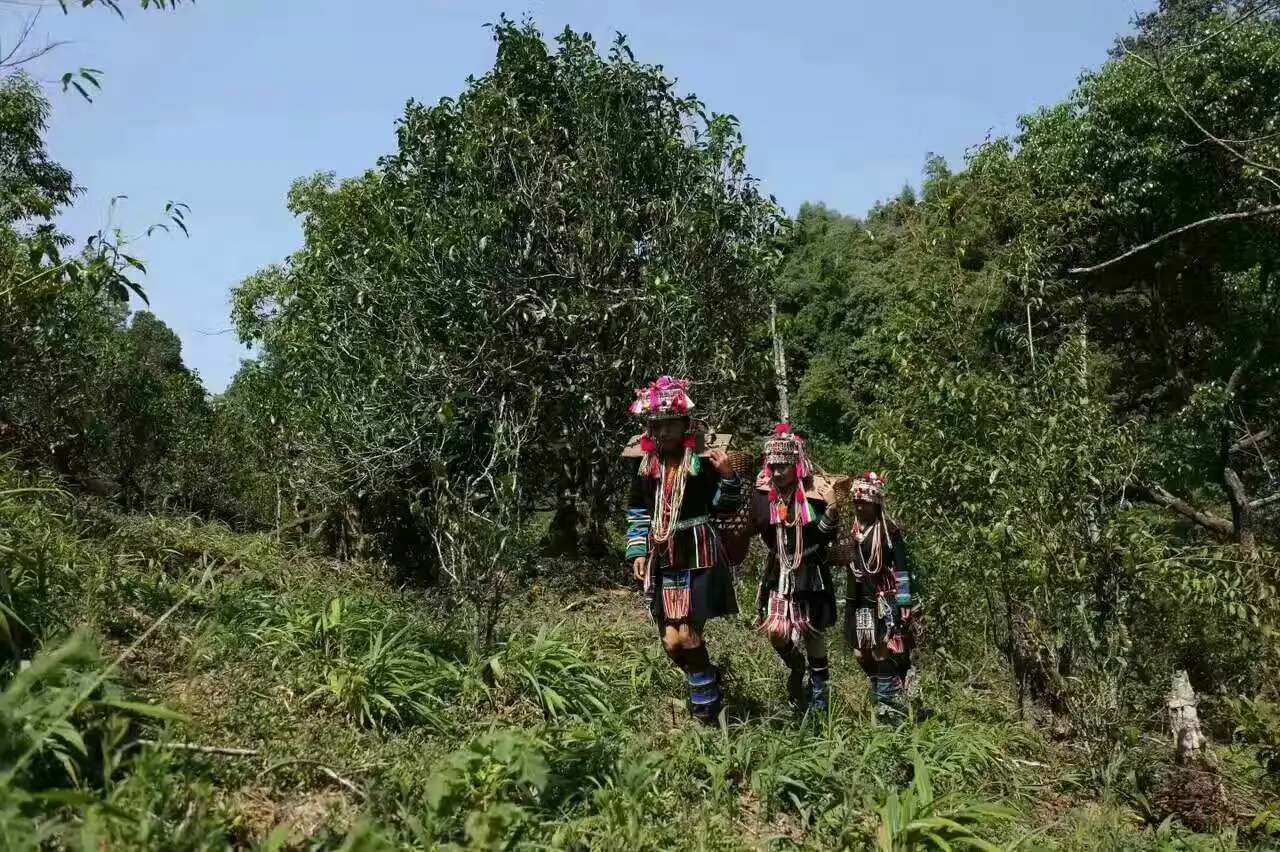 【好茶知味】南糯山石頭老寨拔瑪古樹(shù)：醇柔之質(zhì)，綿遠(yuǎn)之韻