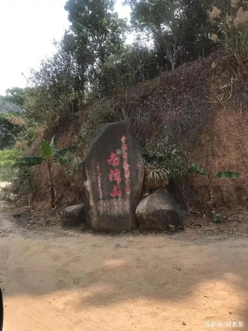 古茶第一村”，你見(jiàn)過(guò)這樣的茶樹(shù)嗎？