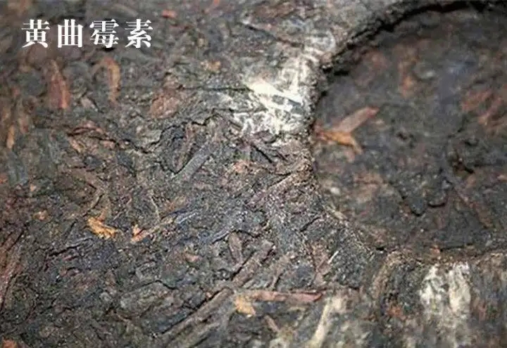 普洱茶有黃曲霉毒素，喝了會(huì)致癌？不黑不吹，咱用事實(shí)說(shuō)話