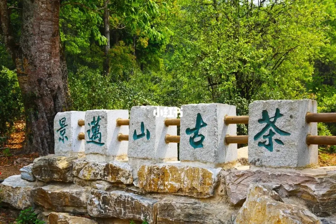 普洱茶的年份：新茶、老茶、中期茶、印級(jí)茶、古董茶