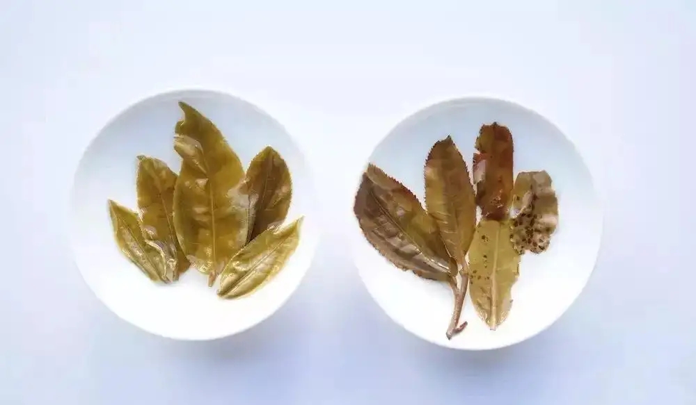 普洱茶的九種山寨版本，喜歡普洱茶的一定要看