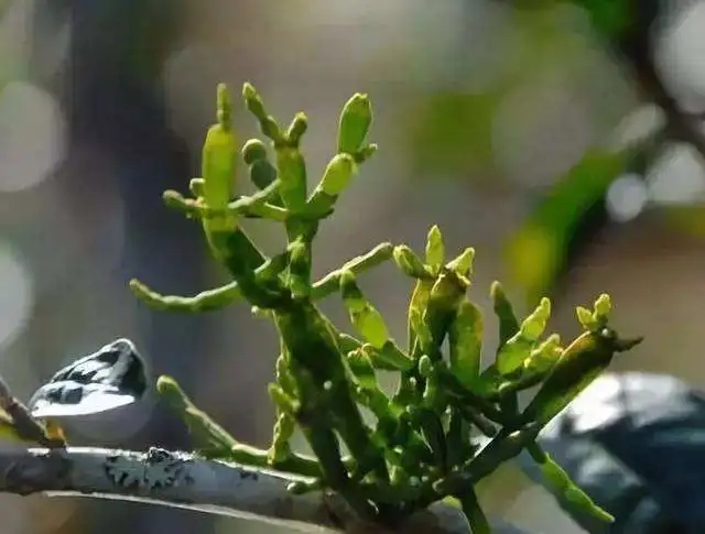 一節(jié)螃蟹腳，勝過冬蟲和夏草