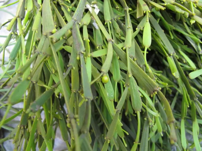 普洱茶中的“螃蟹腳”，到底是什么？如何辨別？