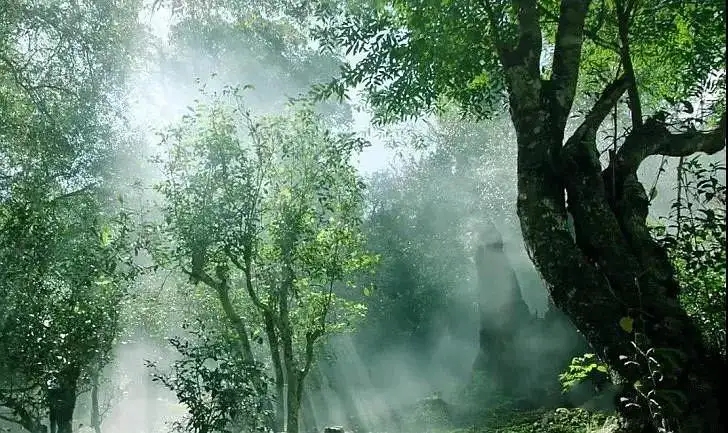 獨(dú)有神韻的瀾滄景邁古樹茶！