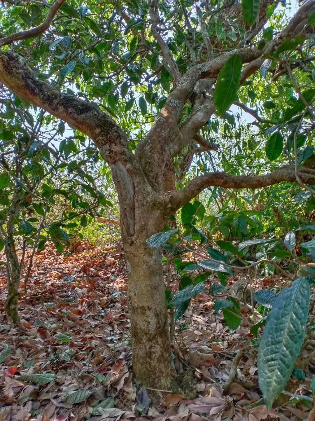 一山一韻，普洱茶的山韻