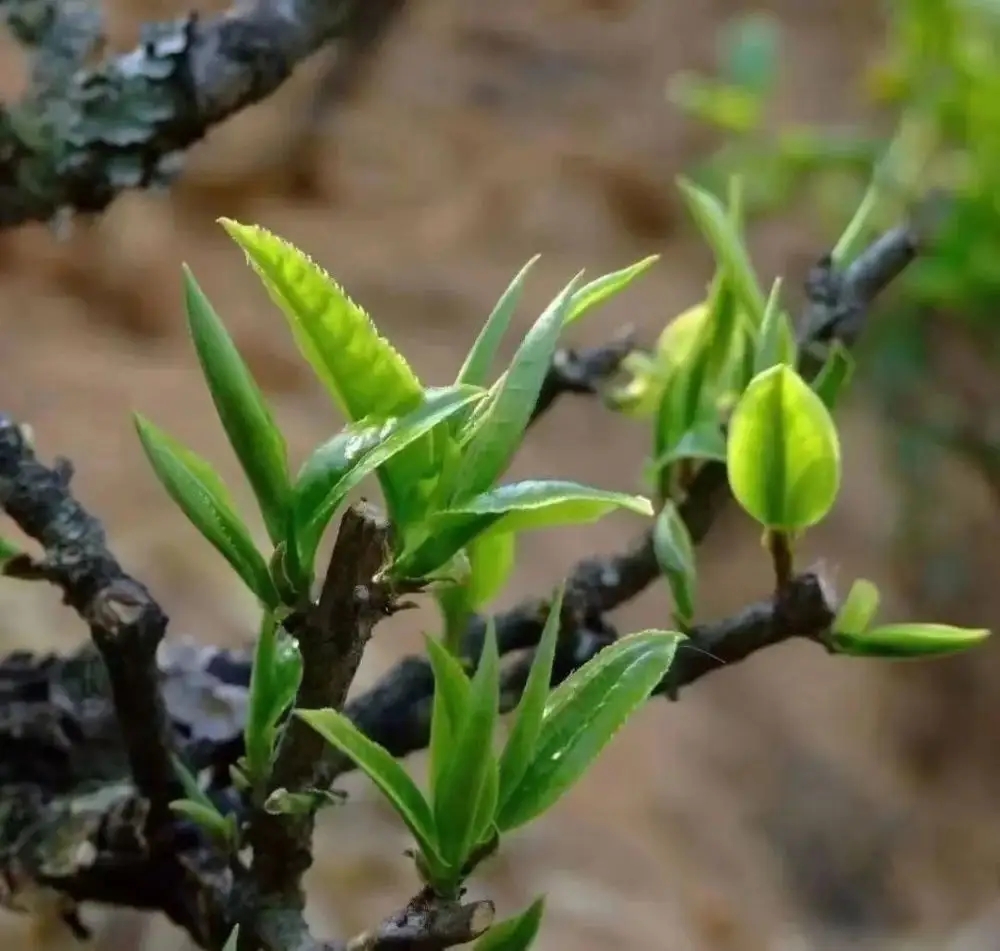 刮風(fēng)寨不可言傳的山野氣韻