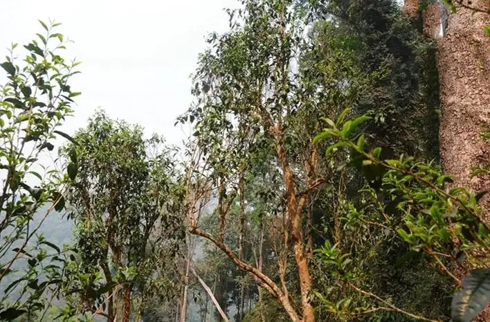 易武白茶園 | 量少珍稀古樹(shù)茶、易武茶中的佼佼者~香揚(yáng)水柔有內(nèi)質(zhì)