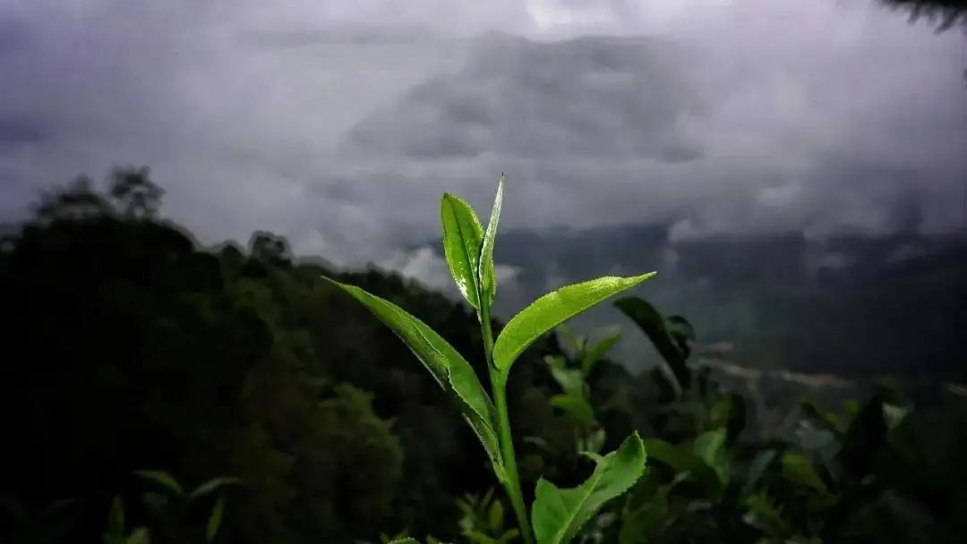 彎弓白茶園古樹(shù)茶