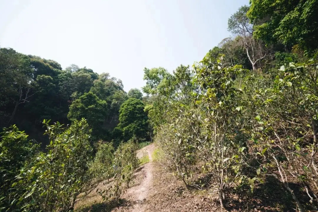 易武荒韻， 秘境白茶園