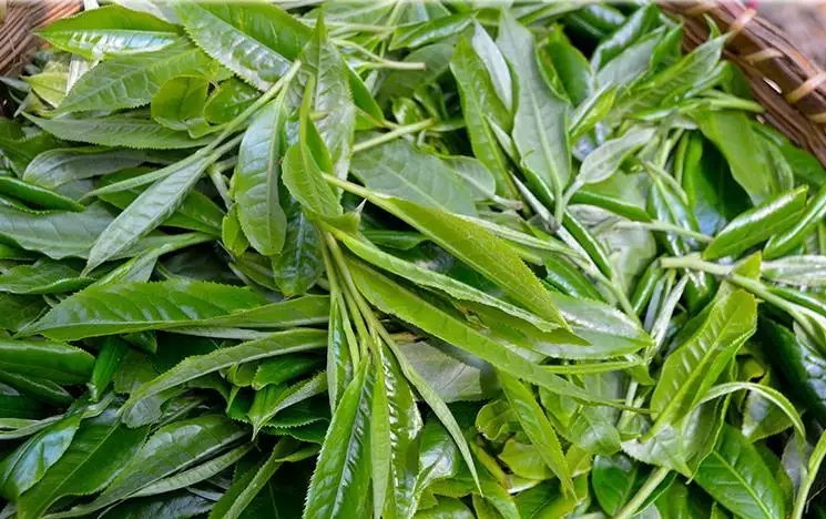 易武丁家寨白茶園