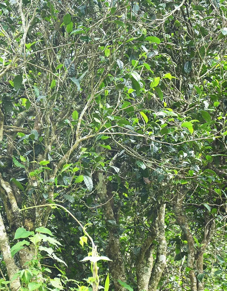 香竹箐：千年的觸摸，穿越時(shí)空的證明