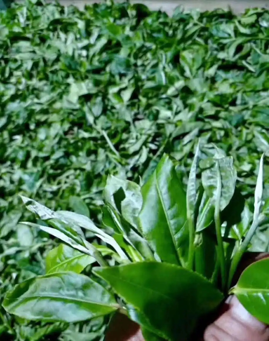 【答疑解惑】關(guān)于勐庫大葉種，你了解多少？