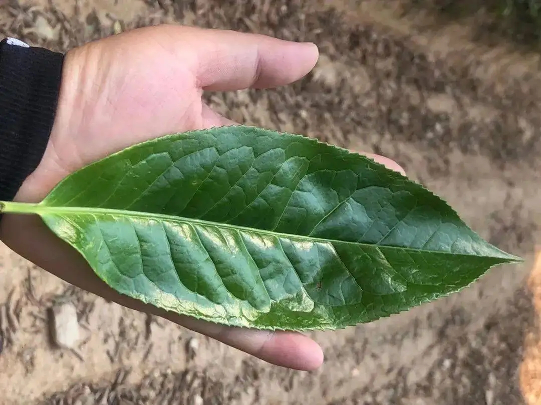 【茶百科】勐庫(kù)大葉種的適制性。