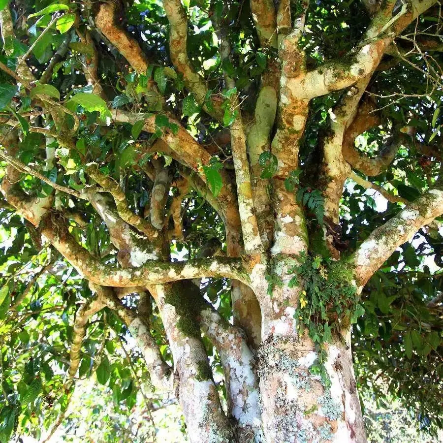 來(lái)自易武秘境的至味臻品！氣韻強(qiáng)勁，余韻深邃，一口喚醒你的味蕾~