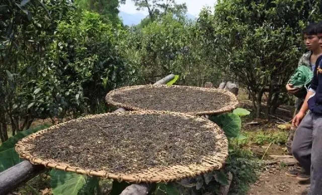 顛覆認(rèn)知！普洱茶的傳統(tǒng)工藝究竟是什么？