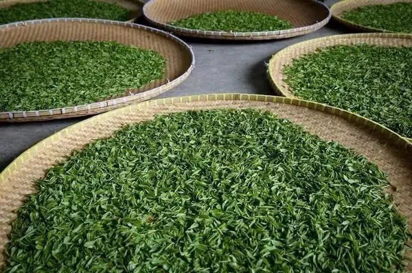 傳統(tǒng)普洱茶殺青工藝原理，專(zhuān)家們是這樣說(shuō)的