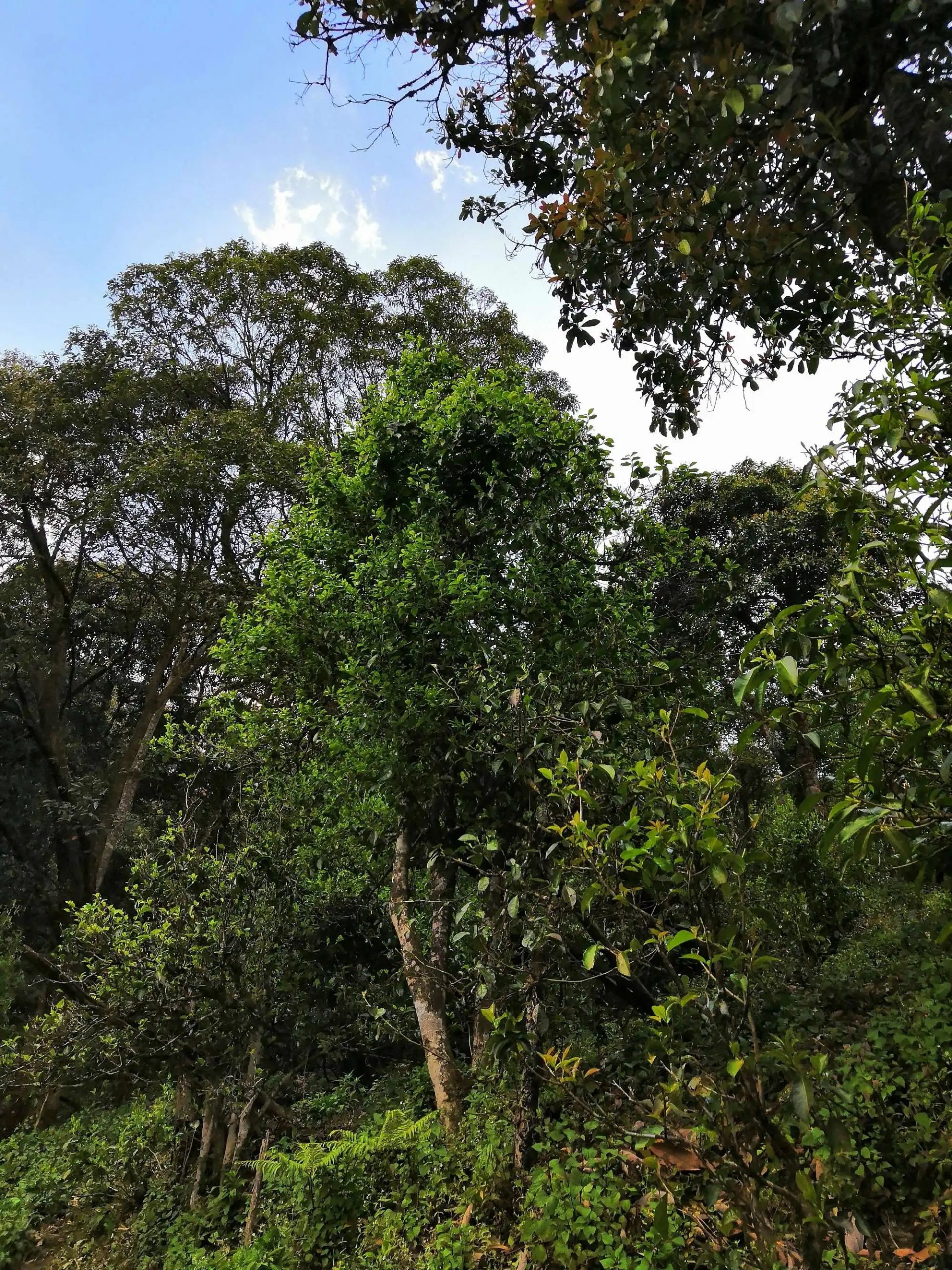 古樹(shù)茶的市場(chǎng)，未來(lái)該如何發(fā)展？