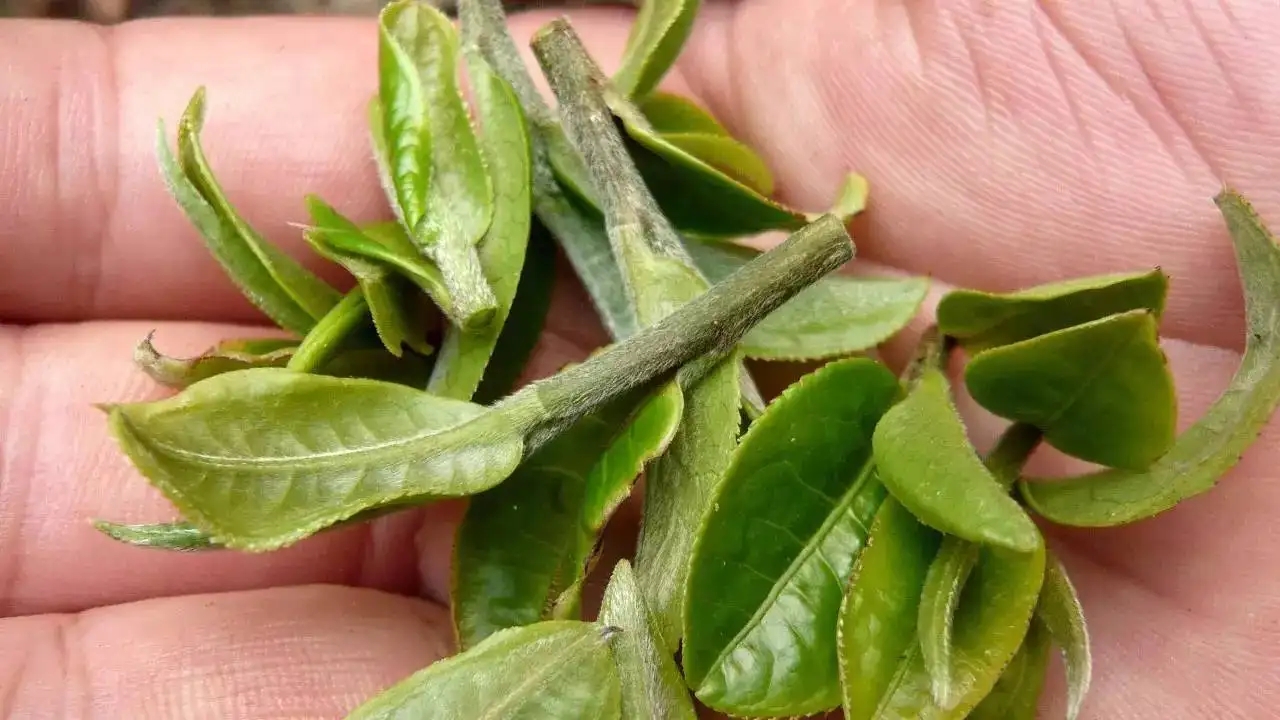 云南大葉種曬青毛茶，是什么茶？