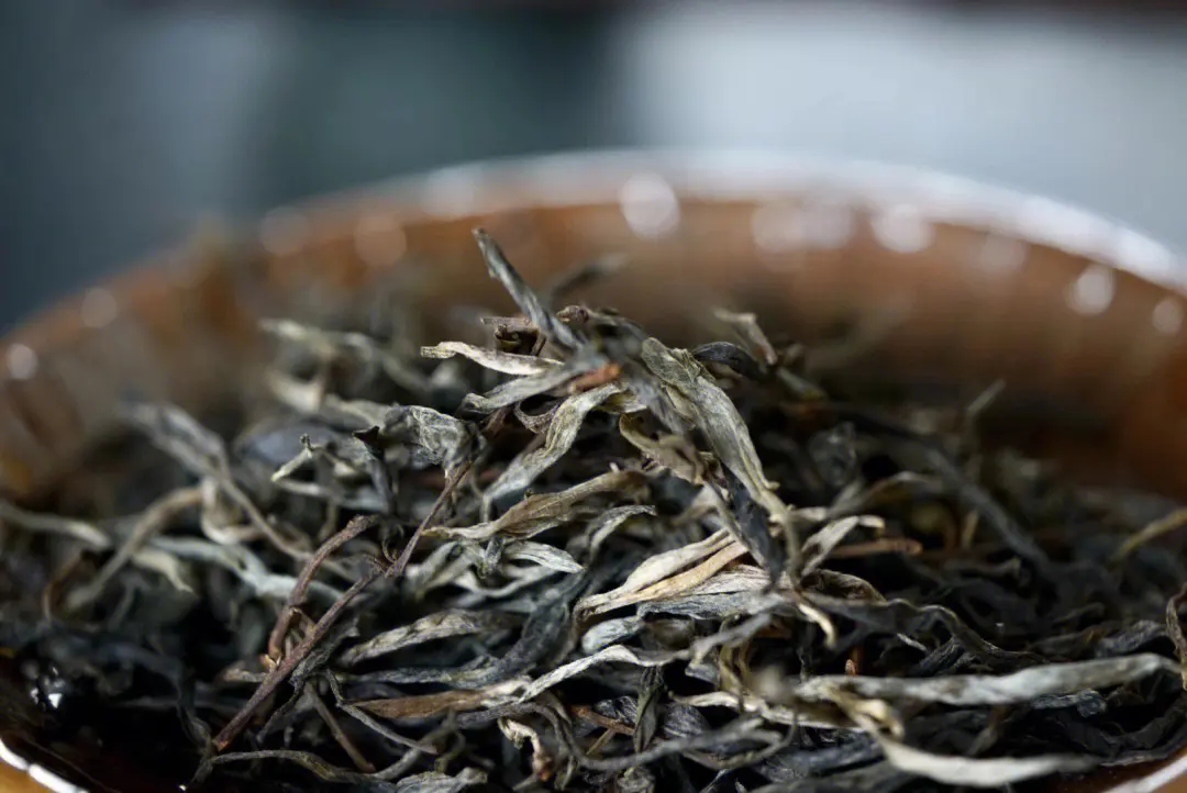 2023年老班章古樹春茶口感！