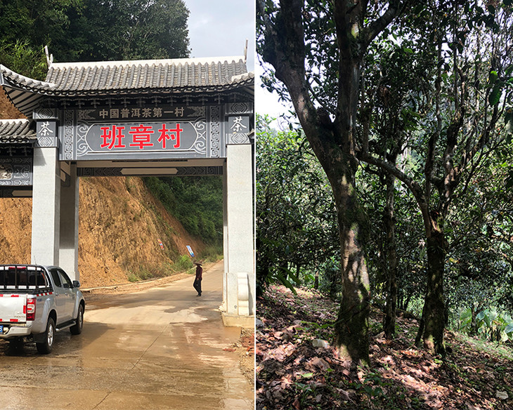 2023年新班章古樹春茶品質(zhì)怎么樣？