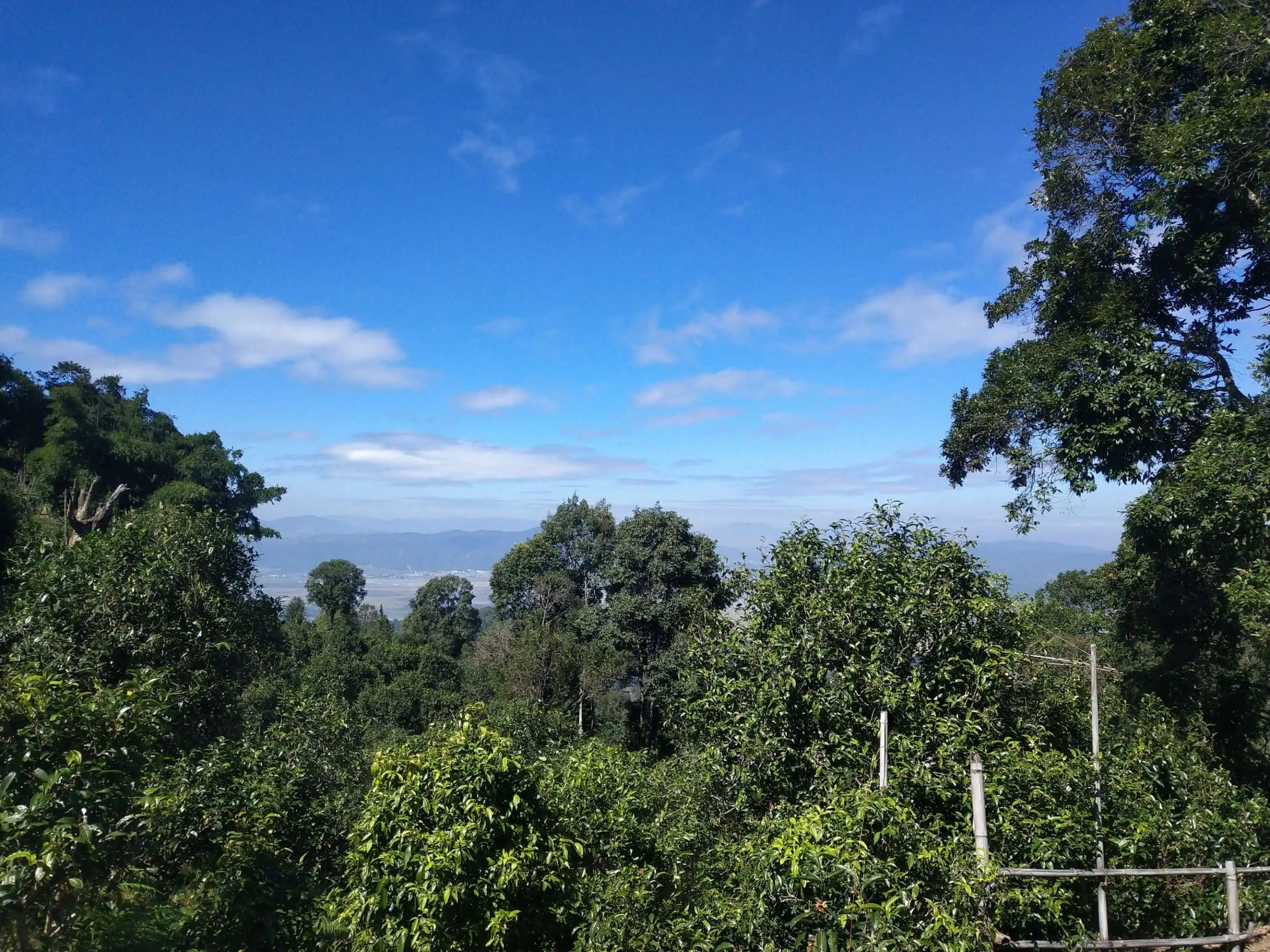 2023年廣別老寨古樹春茶特點是什么？