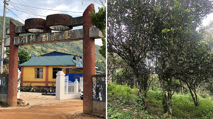 2023年廣別老寨古樹春茶多少錢一公斤？