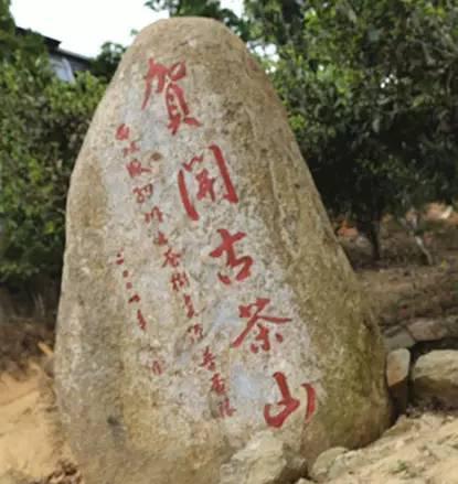 2023年賀開古樹春茶品質(zhì)如何？