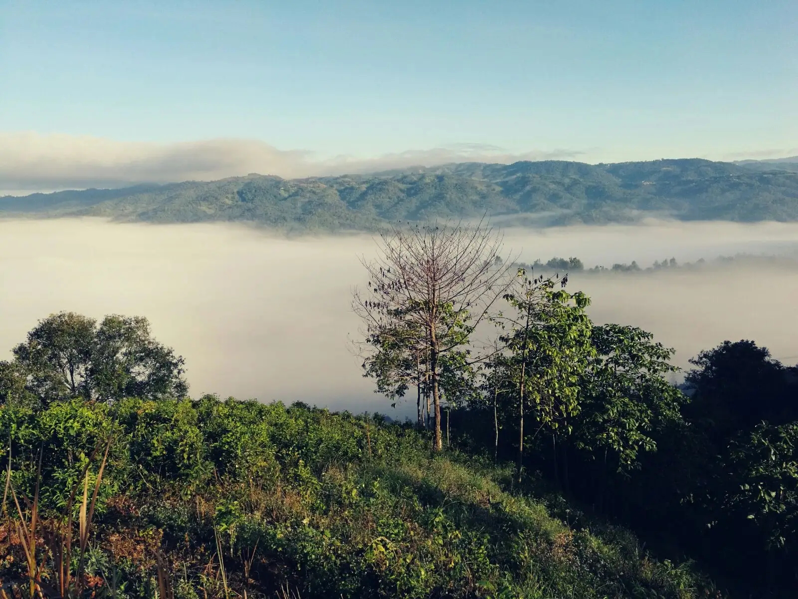 2023年賀開古樹春茶價格是多少？