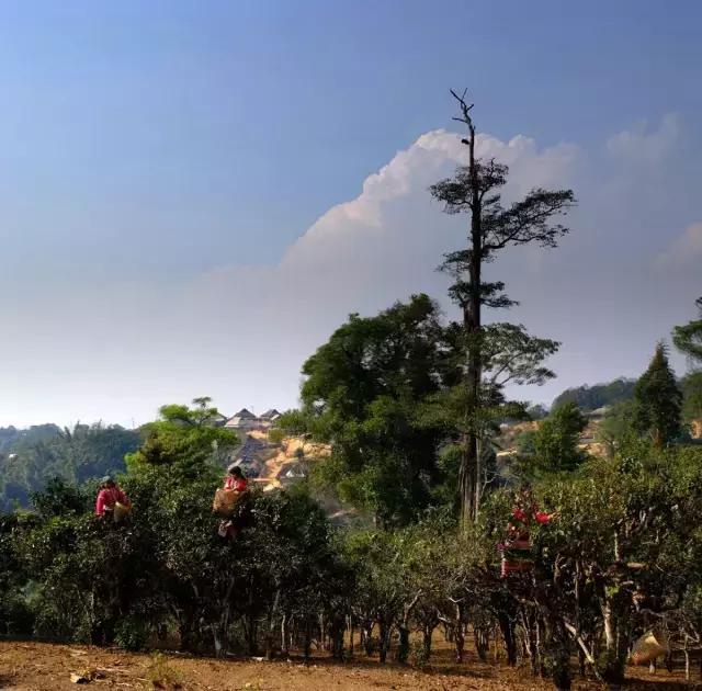 2023年賀開古樹春茶多少錢一公斤？