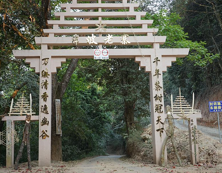 2023年半坡老寨古樹春茶品質(zhì)？