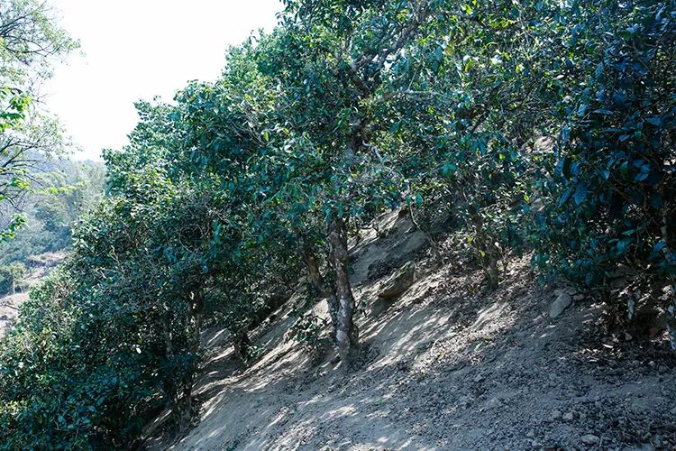 2023年那卡古樹春茶價格是多少？