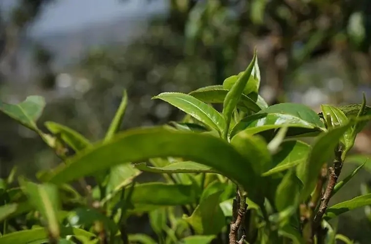 2023年那卡古樹春茶多少錢一公斤？